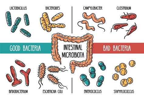 Infographie Vectorielle Du Microbiote Intestinal Humain 3145628 Art