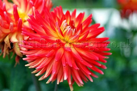 Maybe you would like to learn more about one of these? Spring Flowers UK Garden Flowers Delivery London Spring Bulbs