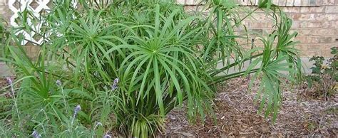 It should stay in a pot in our climate and should be brought indoors, in a cool place where in winter does not fall below zero. Umbrella Plant, Umbrella Papyrus, Umbrella Palm Cyperus ...