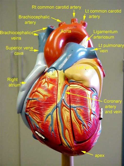 Heart Model Labeled Anatomy