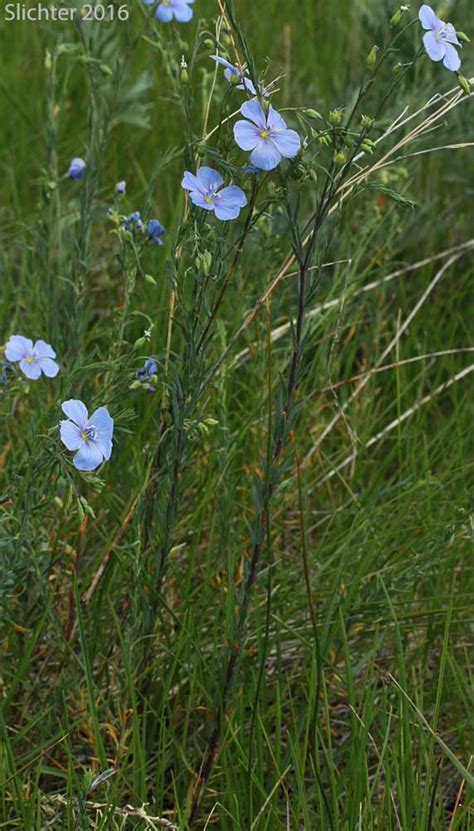 Western Blue Flax Prairie Flax Wild Blue Flax Linum Lewisii Var