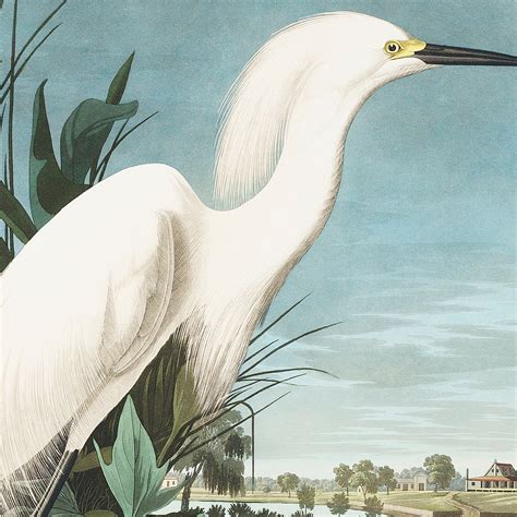 Poster Print Snowy Heron By John Audubon Vintage Bird Animal Etsy