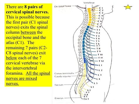 Pin By Miroslawa Bodnar On Pa Spinal Nerve Spinal Column Spinal Cord