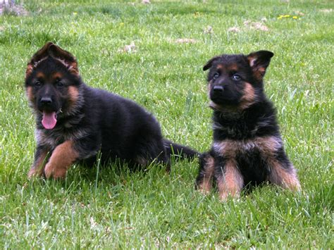 German shepherd dogs are well known to be highly inquisitive which makes them excellent for rescue mission training. Cute German shepherd Puppies - Doglers