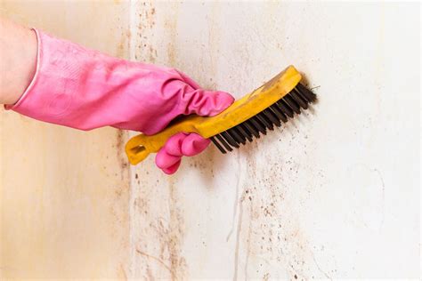 Why You Should Never Use Bleach To Remove Mould