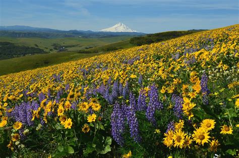 Spring Wildflower Hikes 1859 Oregons Magazine