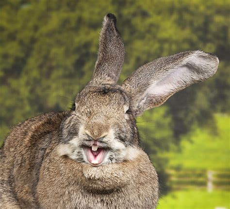 Flemish Giant Largest Rabbit On Planet Dynamite News