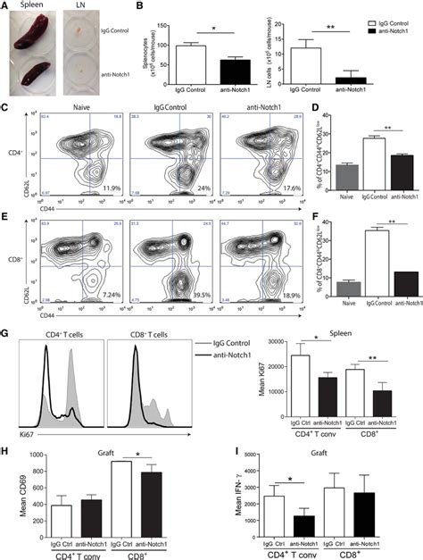 Inhibition Of Notch 1 Reduced The Splenic Effectormemory T Cell