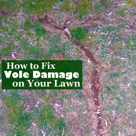 How To Repair Vole Damage Lawn