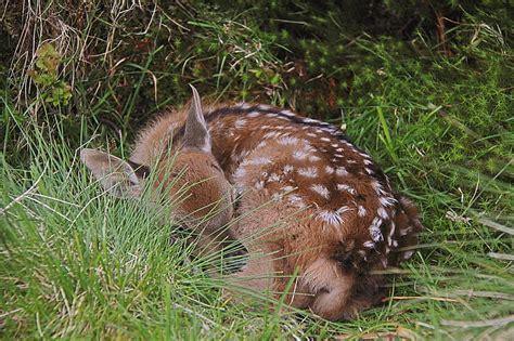 Free Photo Sika Deer Cervus Nippon Calf Wicklow Ireland Nature