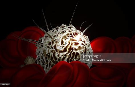 Hematopoietic Stem Cells High Res Vector Graphic Getty Images