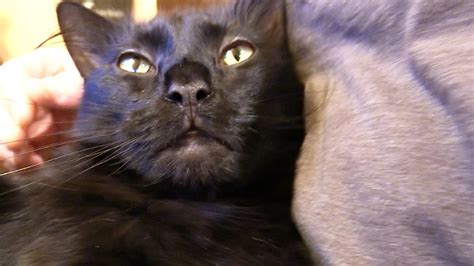 The most common cause of drooling is too much saliva being infants and toddlers: 3 Mins of Happy Cat Purring - YouTube