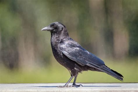 American Crow Indiana Audubon