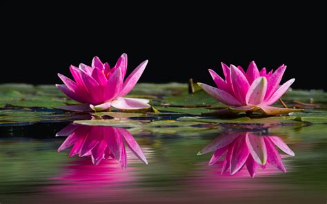 Pink Flowers Water Lilies Reflection In Water Nature Wallpaper Flower