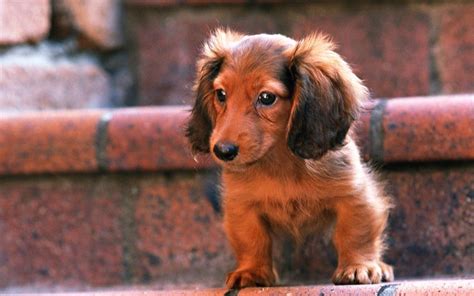 Dachshund Wallpapers Wallpaper Cave