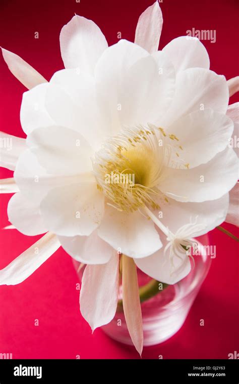 Saussurea Obvallata Brahma Kamal Flower Or White Lotus It Is Native