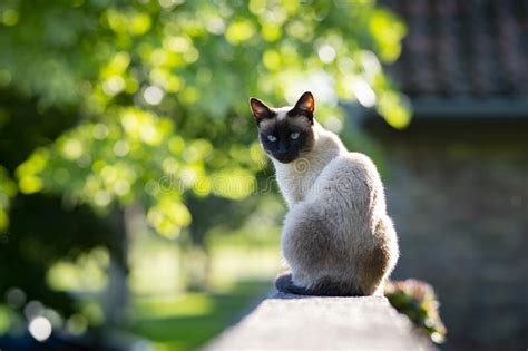 A Siamese Cat With Blue Eyes Is Sitting In The Garden Stock Image