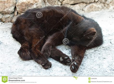 Sleeping Black Cat Stock Photo Image Of Sleep Wooden 54862266