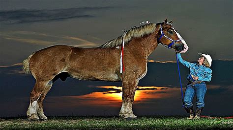 Top Ten Biggest Horses Our World Has Ever Had Horse Spirit