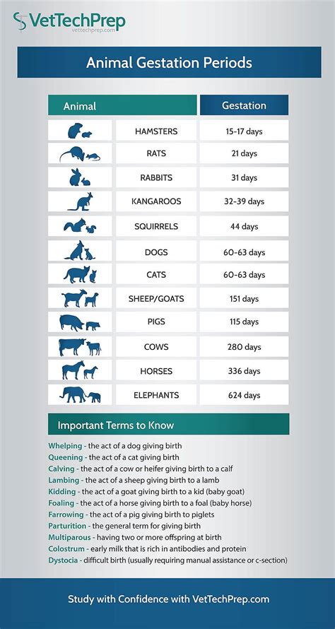 Vet Tech Infographic Animal Gestation Periods Artofit