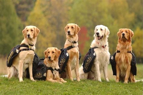 Some Important Types Of Service Dogs Worthview