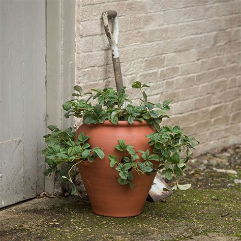Buy Terracotta Strawberry Pot Delivery By Crocus