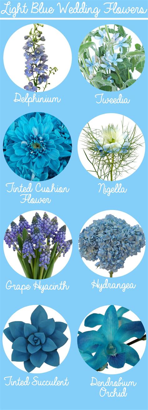 Blue Flower Names And Meanings Idalias Salon