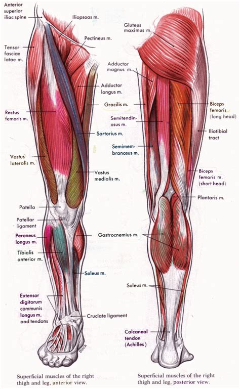 Most modern anatomists define 17 of these muscles, although some additional muscles may sometimes be considered. Human Anatomy and Physiology Diagrams: legs muscle diagram ...