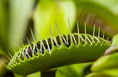 It catches its prey—chiefly insects and arachnids—with a trapping structure formed by the terminal portion of each of the plant's. 5x vleesetende planten - Tuinen