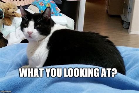 32 Funny Tuxedo Cat Memes Factory Memes