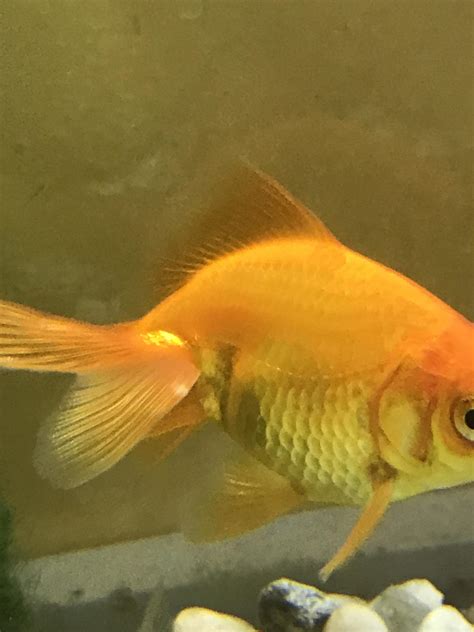 White Growth On Goldfish Tail Aquariums