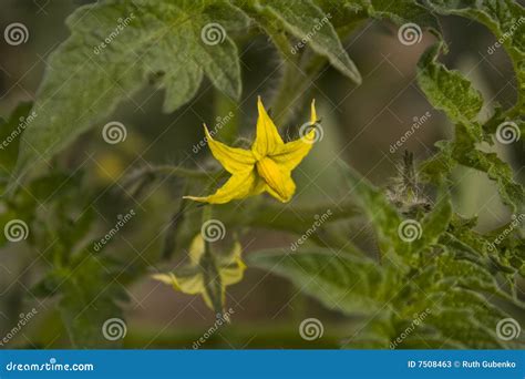 Flower Tomatoes Stock Image Image Of Stalk Yellow Stamen 7508463