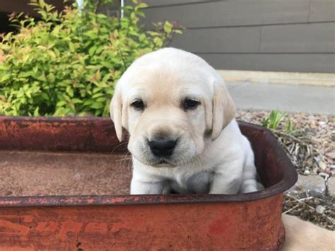 The set of technologies developed to manage information and send it from one place to other. AKC Yellow Lab Puppies for Sale in Wichita, Kansas ...