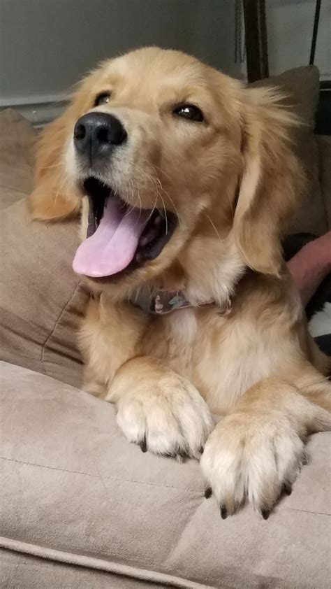 Recklessly Golden Retriever Puppy Growling And Snapping