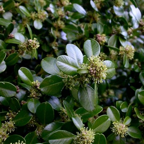 Wintergreen Japanese Boxwood Hedge Seeds Buxus Microphylla Etsy