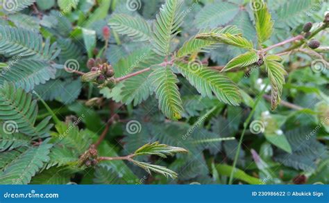 The Leaves Of The Shy Princess Or Mimosa Pudica Among The Leaves Of The