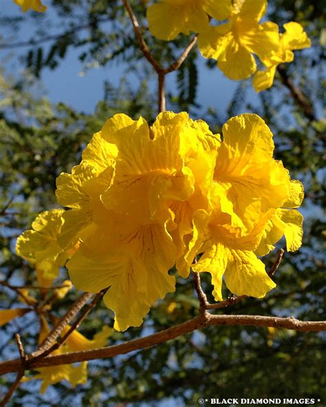 Handroanthus Chrysotrichus Tabebuia Chrysotricha Yellow Trumpet
