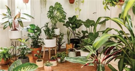 Beginners Here Are The Easiest Houseplants To Care