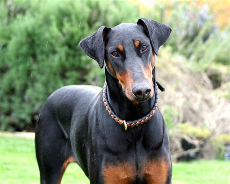 Same with a pair dobaman pinchners but in their case they became quiet, approached had a sniff then went about their business. Doberman Pinscher phone, desktop wallpapers, pictures ...