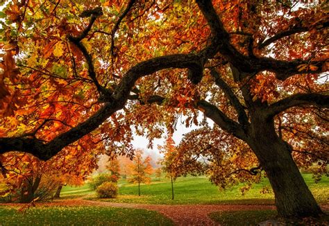 Nature Park Path Leaves Forest Trees Colors Autumn Splendor Fall Walk