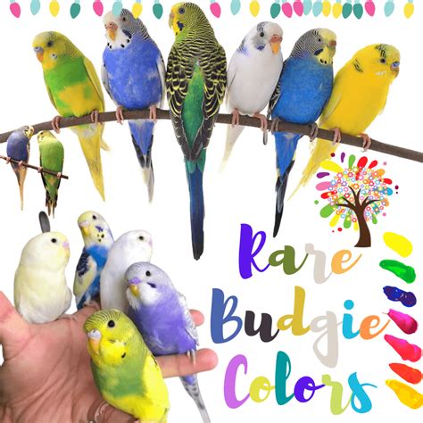 Parakeet Budgie Colors
