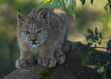 Baby Lynx A Young Lynx Cub Taken At The Winnipeg Zoo On S Flickr
