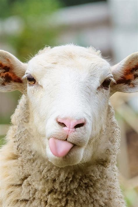 10 Funny Animals To Make Your Day Funny Sheep Funny Animals Funny