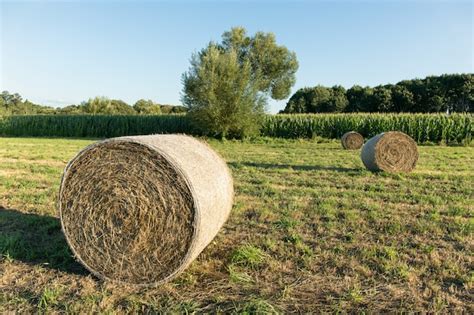 Premium Photo Round Bales Of Hay Harvested In A Agricultural Field