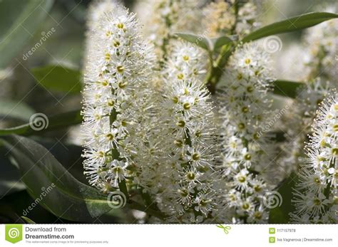 Questa foto è una foto di fiori bianchi, flora, focus selettivo. Arbusto Di Prunus Laurocerasus In Fioritura Con Il Gruppo Di Piccoli Fiori Bianchi, Foglie Verdi ...