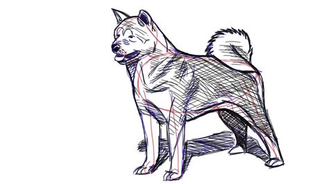 How To Draw An Akita Dog Youtube