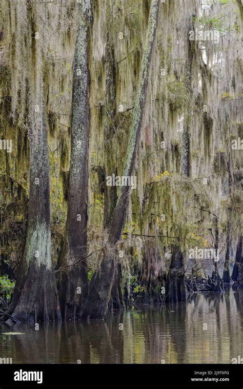 Bald Cypress Trees Draped In Spanish Moss In Autumn Lining Government