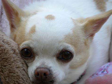 Select the breed to be taken to the list. About BCCR - BC Chihuahua Rescue