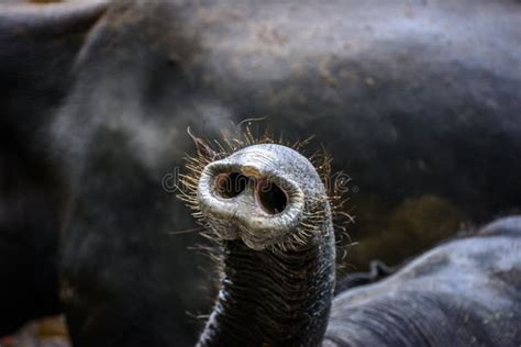 Nose Of Elephant Stock Image Image Of Close Grey Animal 58579197