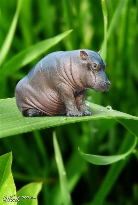 Daily Dose Of Cute Mini Hippo